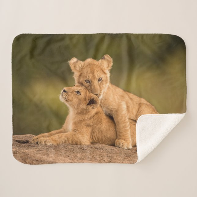 Niedliche Kleintiere | Zwei Lion Cubs Sherpadecke (Vorderseite (Horizontal))