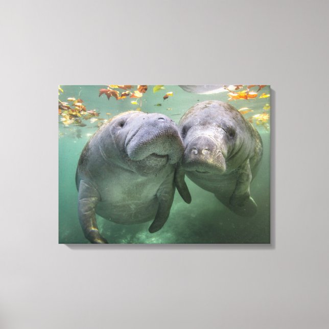 Niedliche Kleintiere | Zwei Manatees Leinwanddruck (Vorderseite)