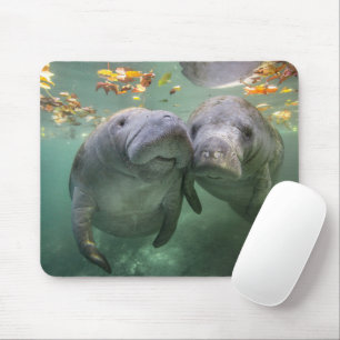 Niedliche Kleintiere Zwei Manatees Mousepad