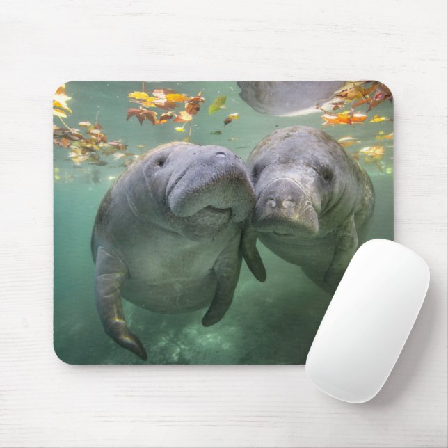 Niedliche Kleintiere | Zwei Manatees Mousepad (Mit Mouse)