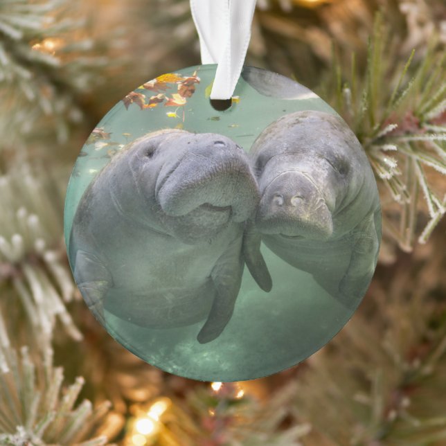 Niedliche Kleintiere | Zwei Manatees Ornament (Baum)