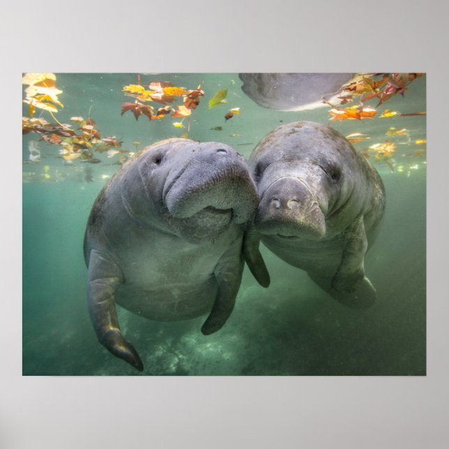 Niedliche Kleintiere | Zwei Manatees Poster (Vorne)