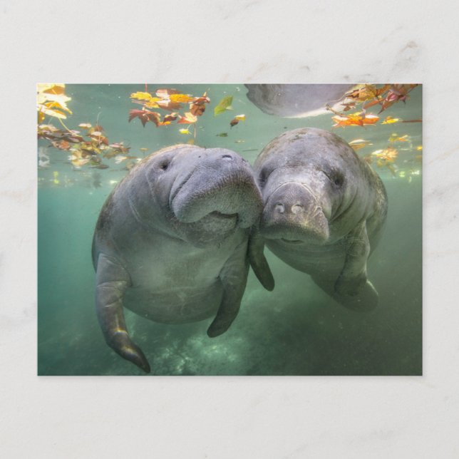 Niedliche Kleintiere | Zwei Manatees Postkarte (Vorderseite)