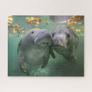 Niedliche Kleintiere Zwei Manatees Puzzle