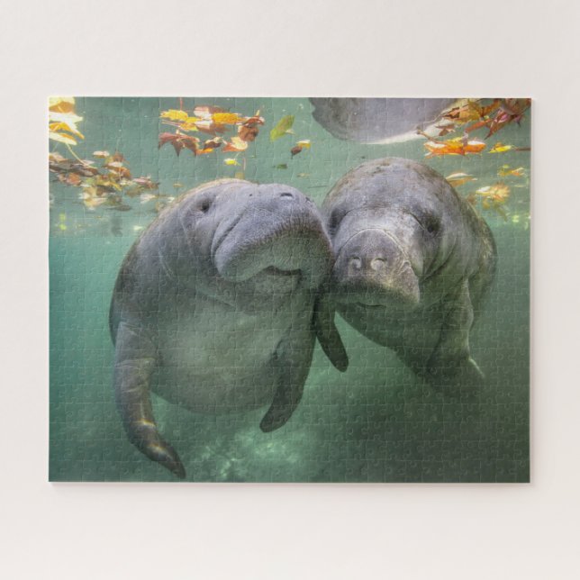 Niedliche Kleintiere | Zwei Manatees Puzzle (Horizontal)