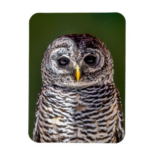 Niedliche Kleintiere Zwerghuhn Magnet