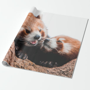NIEDLICHE KOALA BEAR FAMILIE GESCHENKPAPIER