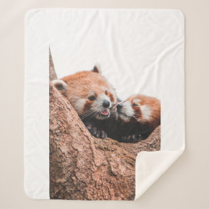 NIEDLICHE KOALA BEAR FAMILIE SHERPADECKE