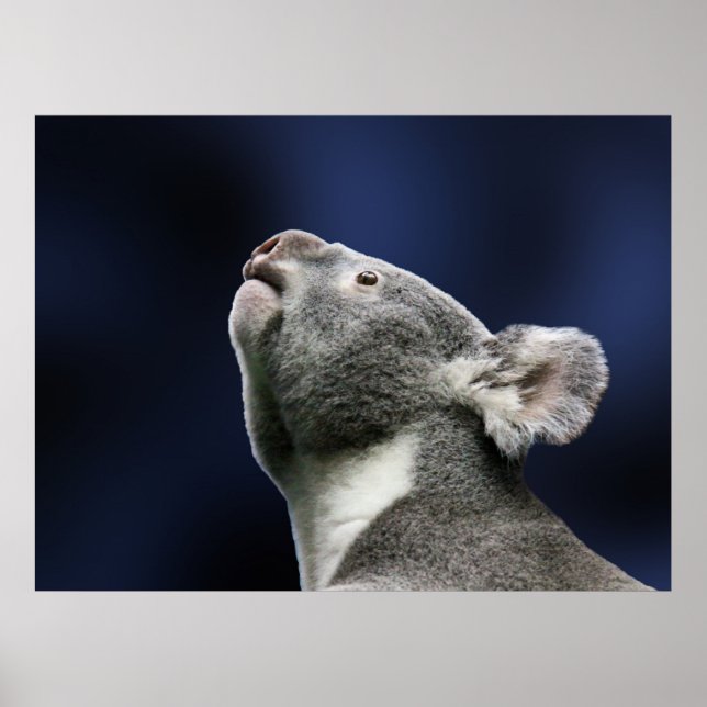 Niedliche Koala, die sich im Staunen nach oben seh Poster (Vorne)