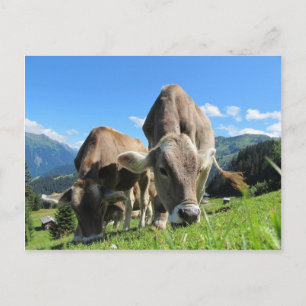 Niedliche Kühe in Österreich Postkarte