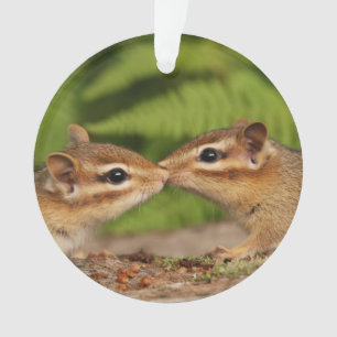 Niedliche küssende BabyChipmunks Ornament