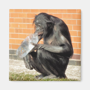 NIEDLICHE KWIMP MAGNET