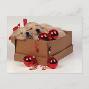 Niedliche Labrador Welpen mit Weihnachtsbaumchen Postkarte