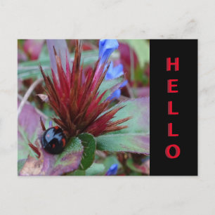 Niedliche Ladybug Cust. Text-HELLO-Postkarte Postkarte