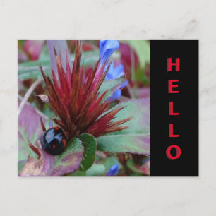 Niedliche Ladybug Cust. Text-HELLO-Postkarte Postkarte