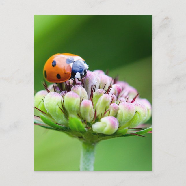 Niedliche Ladybug Postkarte (Vorderseite)