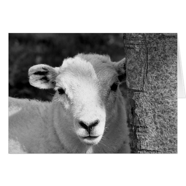 NIEDLICHE LAMB-Karte (Vorderseite (Horizontal))