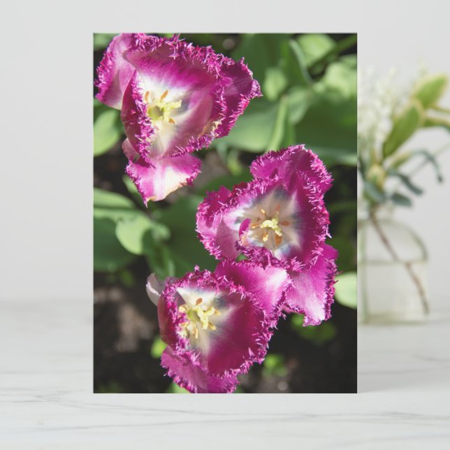 Niedliche lila Tulpen im Garten (Stehend Vorderseite)