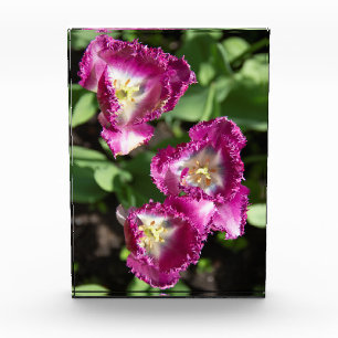Niedliche lila Tulpen im Garten Fotoblock