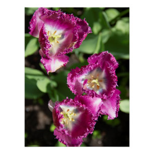 Niedliche lila Tulpen im Garten Poster