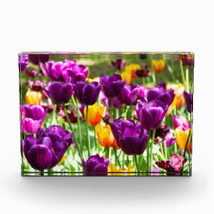 Niedliche lila und gelbe Tulpen Fotoblock