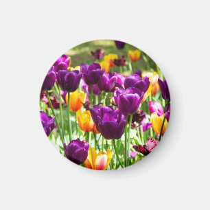 Niedliche lila und gelbe Tulpen Magnet