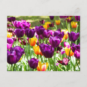 Niedliche lila und gelbe Tulpen Postkarte