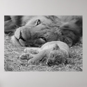 Niedliche Lion-Cub-Ruhigstellung mit dem Vater Poster