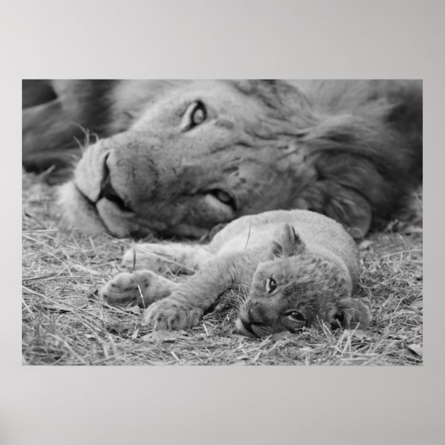 Niedliche Lion-Cub-Ruhigstellung mit dem Vater Poster (Vorne)