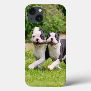Niedliche lustige Boston Terrier Hunde spielen - Case-Mate iPhone Hülle