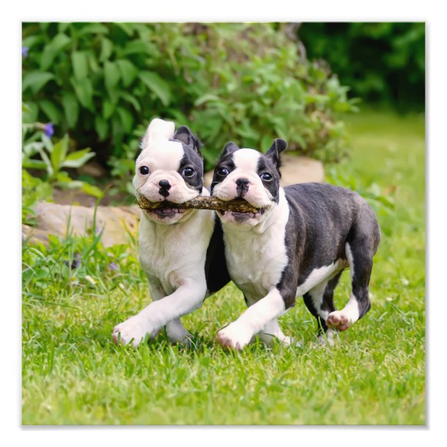 Niedliche lustige Boston Terrier Hunde spielen - Fotodruck (Vorne)