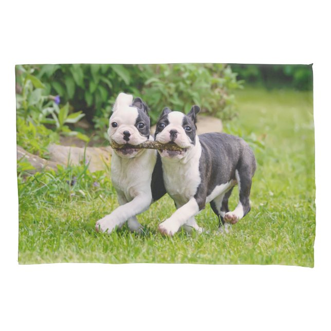 Niedliche lustige Boston Terrier Hunde spielen - Kissenbezug (Vorderseite)