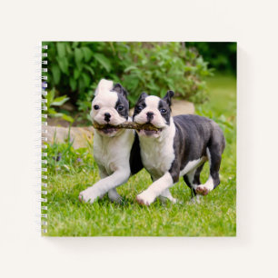 Niedliche lustige Boston Terrier Hunde spielen - Notizbuch