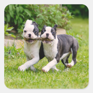 Niedliche lustige Boston Terrier Hunde spielen - Quadratischer Aufkleber