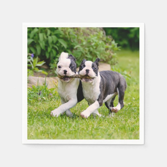 Niedliche lustige Boston Terrier Hunde spielen - Serviette (Vorderseite)