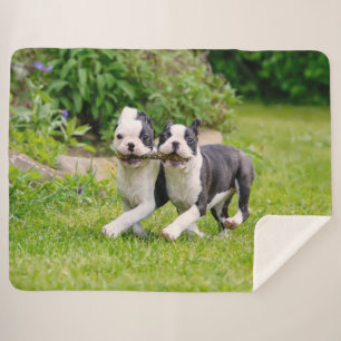 Niedliche lustige Boston Terrier Hunde spielen - Sherpadecke