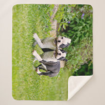 Niedliche lustige Boston Terrier Hunde spielen -