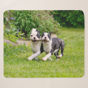 Niedliche lustige Boston Terrier Hunde spielen - Sherpadecke
