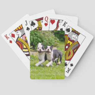 Niedliche lustige Boston Terrier Hunde spielen - Spielkarten
