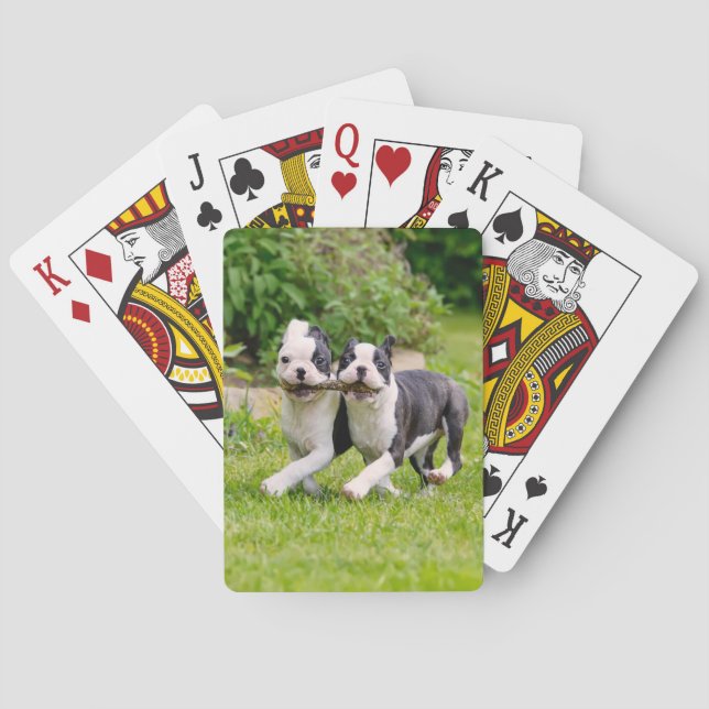 Niedliche lustige Boston Terrier Hunde spielen - Spielkarten (Rückseite)