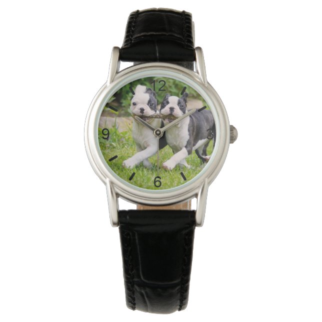 Niedliche lustige Boston Terrier Hunde spielen Wel Armbanduhr (Vorderseite)