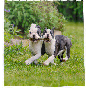 Niedliche lustige Boston Terrier Hunde Welpen spie Duschvorhang