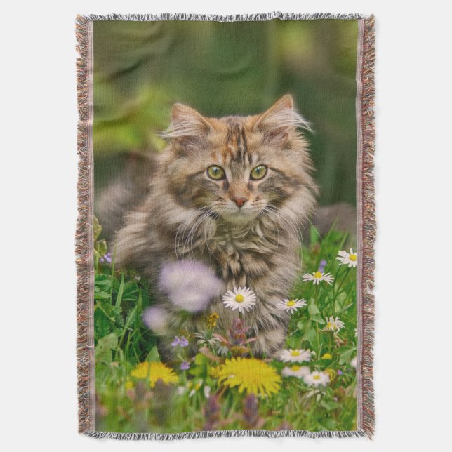 Niedliche Maine Coon Kitten Cat Sitzen in Blume Decke (Vorderseite Vertikal)