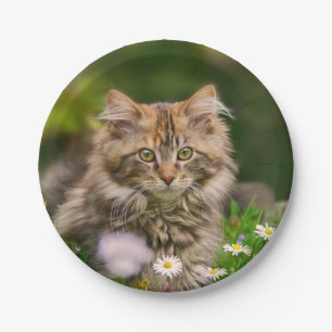 Niedliche Maine Coon Kitten Katze im Party Meadow  Pappteller