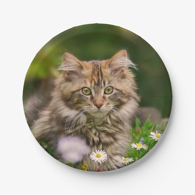 Niedliche Maine Coon Kitten Katze im Party Meadow  Pappteller (Vorderseite)