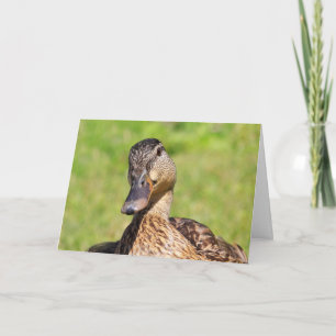 Niedliche Mallard Get Well Card Karte