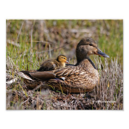 Niedliche Mama Chillin' Mallard Duck & Baby Duckli Fotodruck
