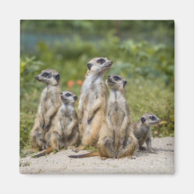 Niedliche Meerkats Magnet (Vorne)