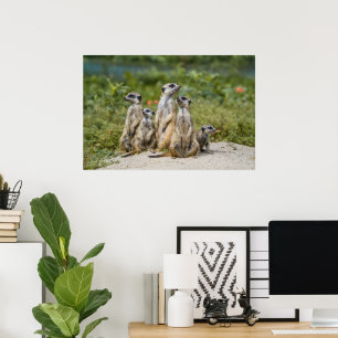 Niedliche Meerkats Poster