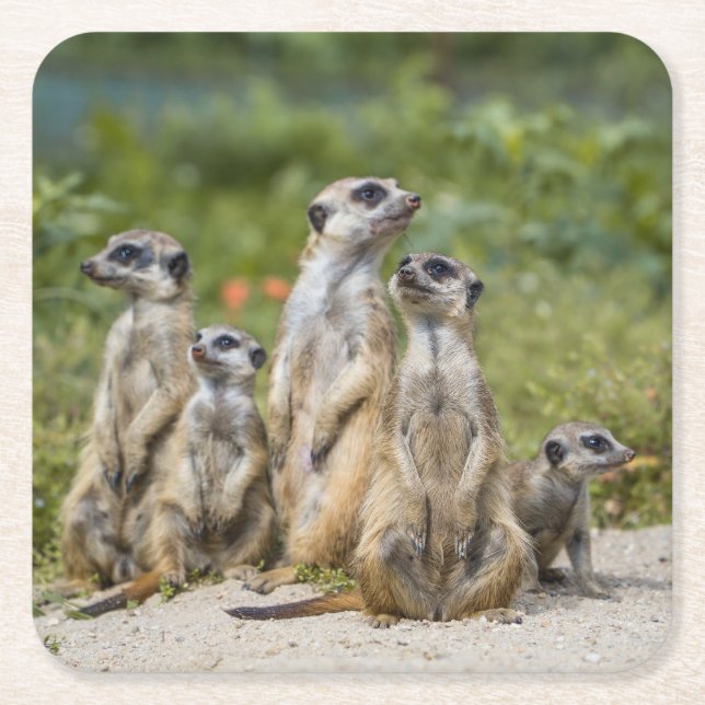 Niedliche Meerkats Rechteckiger Pappuntersetzer (Vorderseite)